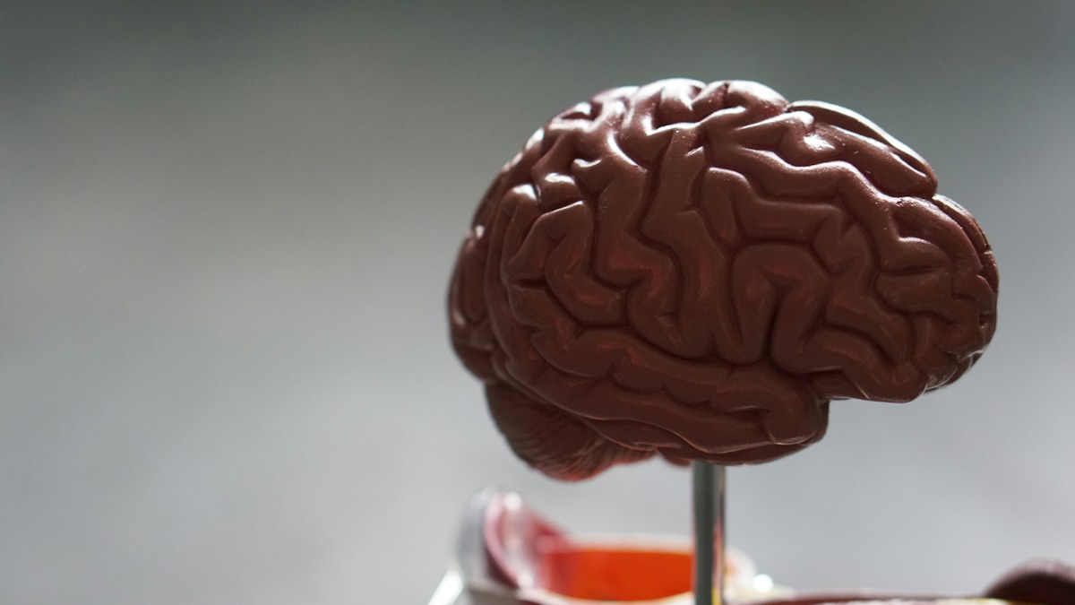 Brain model representing behavioral health care